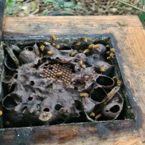 Leia mais sobre o artigo Florianópolis registra primeira agroindústria de mel com inspeção municipal