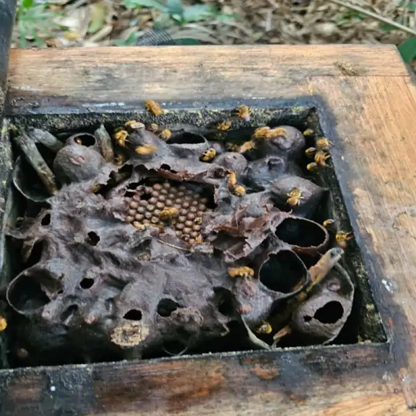 Florianópolis registra primeira agroindústria de mel com inspeção municipal 1