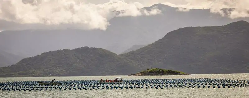 Parceria aposta em inovação para melhorar a qualidade das ostras e apoiar pequenos produtores 1