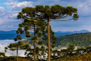 Queda nas temperaturas e chuva marcam a última semana de abril em Santa Catarina 3