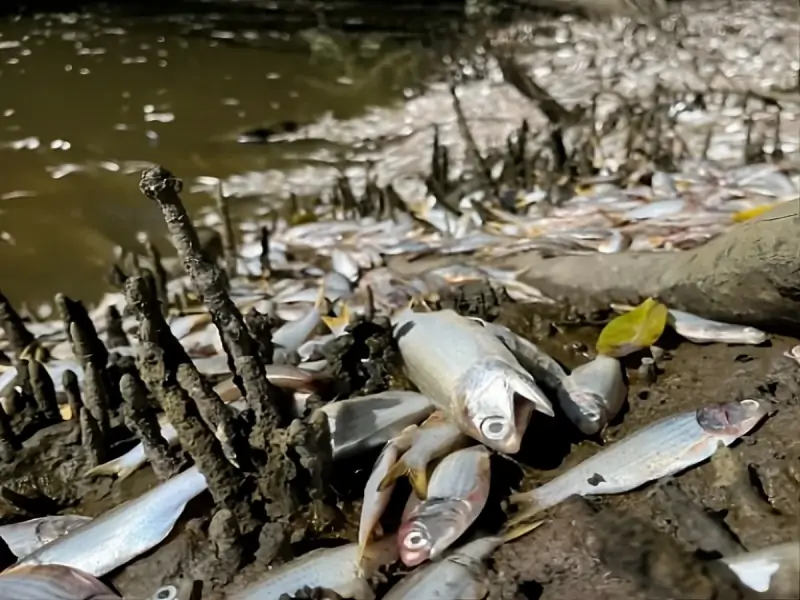 UFSC contesta IMA e atribui esgoto à morte de peixes no Itacorubi, em Florianópolis 1