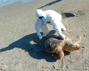 Tartaruga com 74 cm de comprimento é registrada morta na Praia de Jurerê, em Florianópolis 18