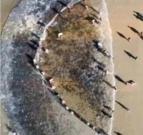 Pesca da tainha por arrasto de praia é encerrada em Santa Catarina após atingir 90% da cota 1 Pesca da tainha por arrasto de praia é encerrada em Santa Catarina após atingir 90% da cota 1