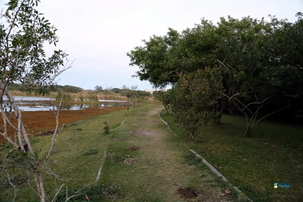 Lagoa da Chica – um refúgio de natureza e tranquilidade no Campeche 2 Lagoa da Chica – um refúgio de natureza e tranquilidade no Campeche 2