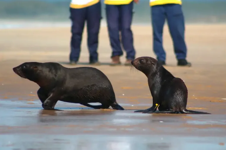 Home 50 Dois lobos-marinhos retornam ao mar após reabilitação em Florianópolis