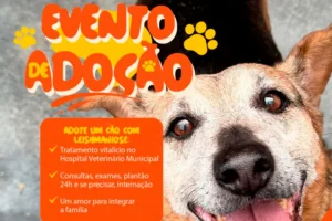 Evento de adoção em Florianópolis busca novos lares para cães com leishmaniose