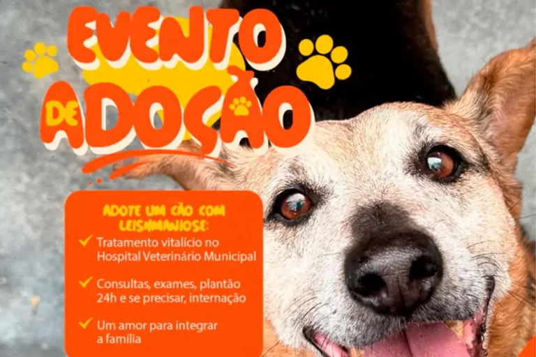 Home 26 Evento de adoção em Florianópolis busca novos lares para cães com leishmaniose
